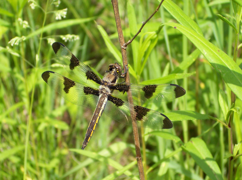 Twelve-spotted skimmer dragonfly (Libellula pulchella)  Credit: Dave Leppo